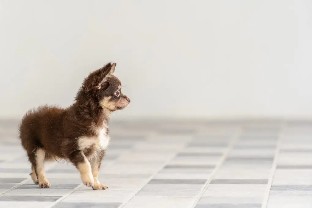 How to train your Chihuahua to walk on hard floors