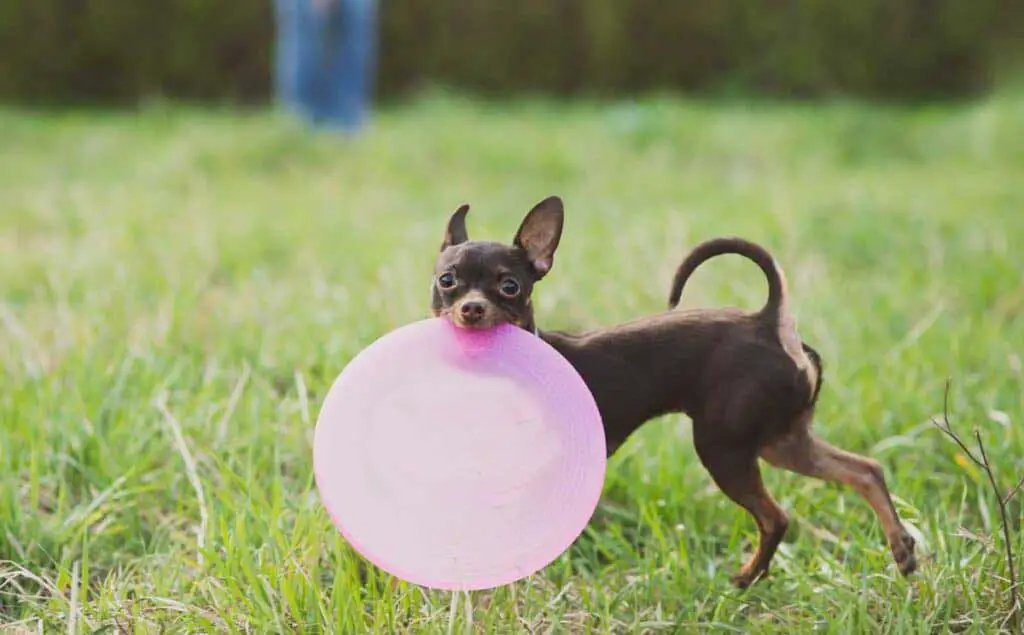 russian-toy-terrier-frisbee-small-dog-1024x635.jpg (47 KB)