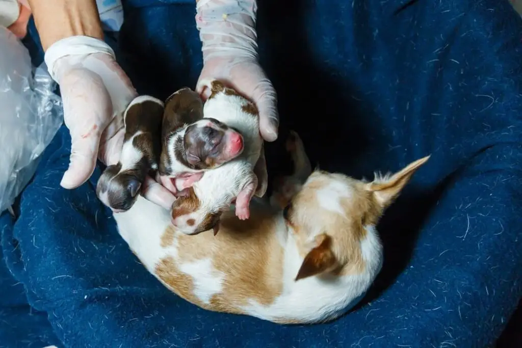 chihuahua given birth to babies