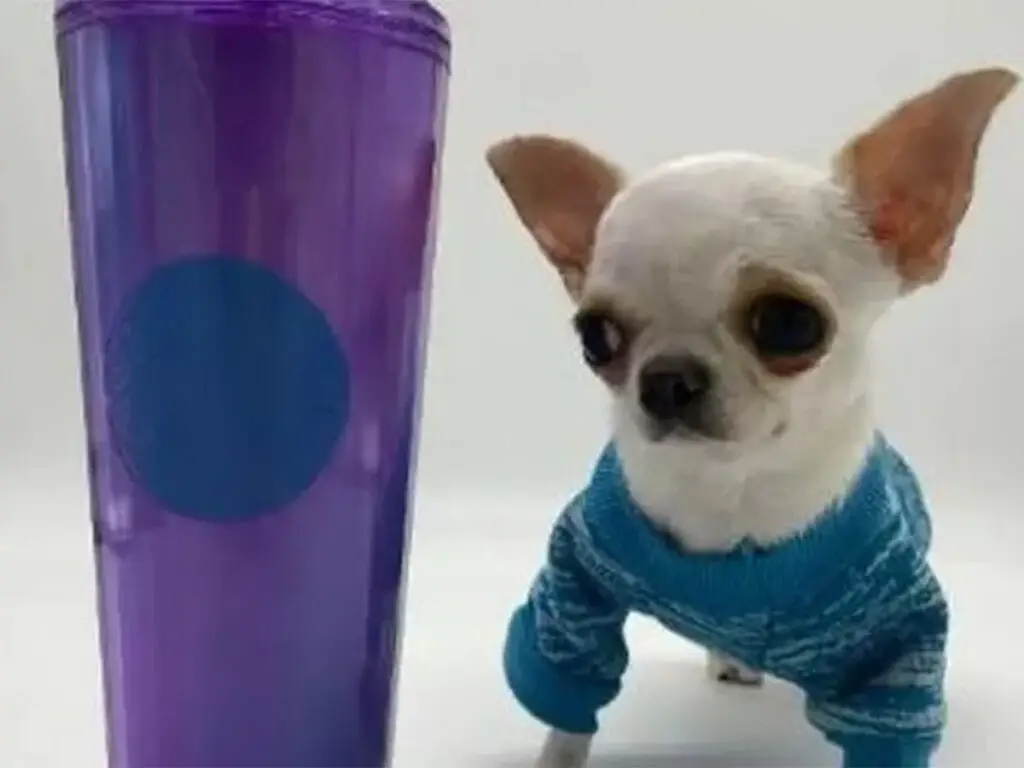 Pearl, the shortest dog next to a soda cup