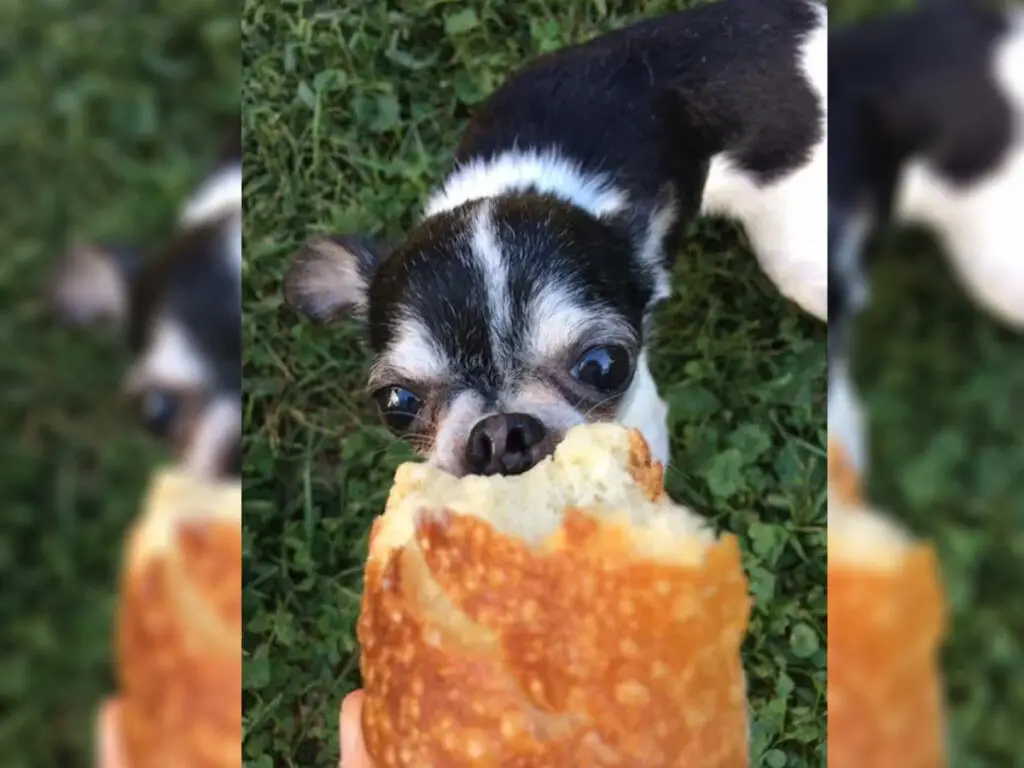 The Rumpelstiltskin Chihuahua eating bread