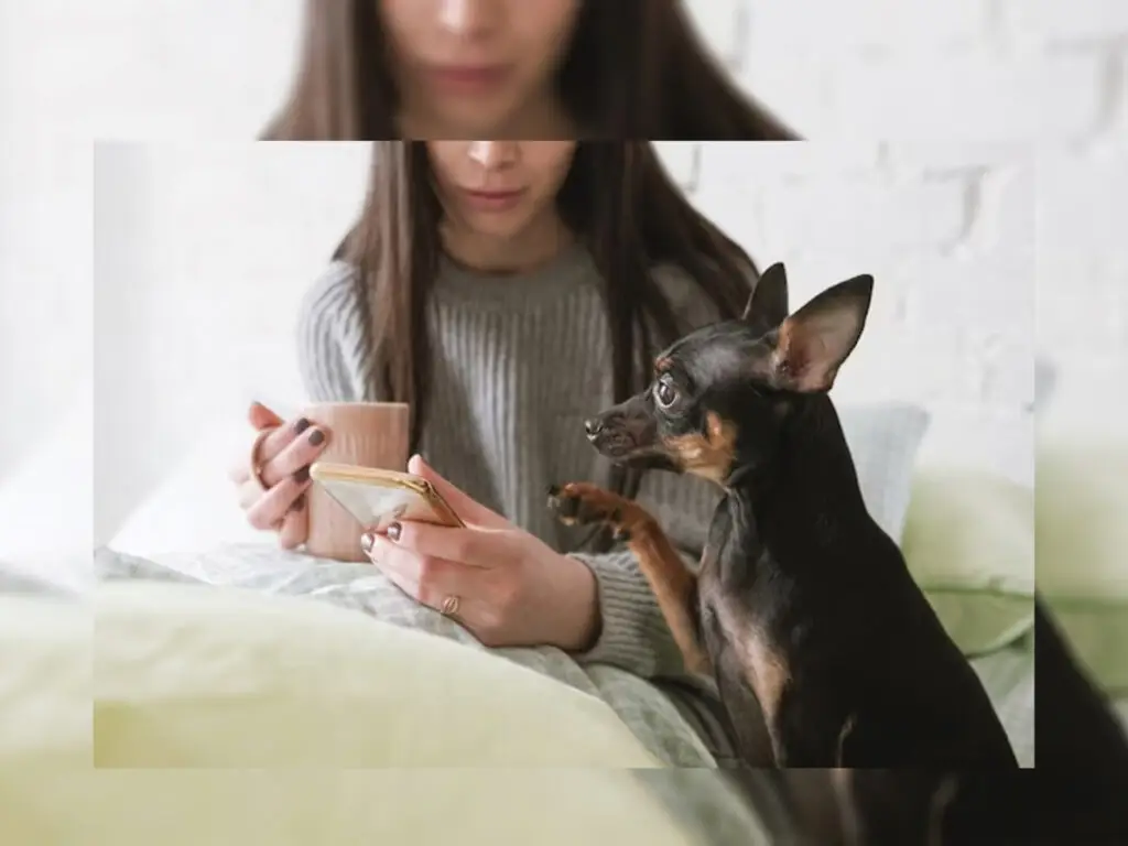 How to bond with your Chihuahua? Illustrated by a dark brown pup reaching for her owner