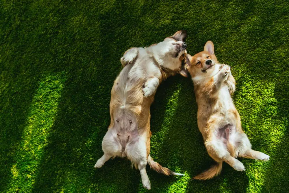 Two dogs laying belly-up in the grass