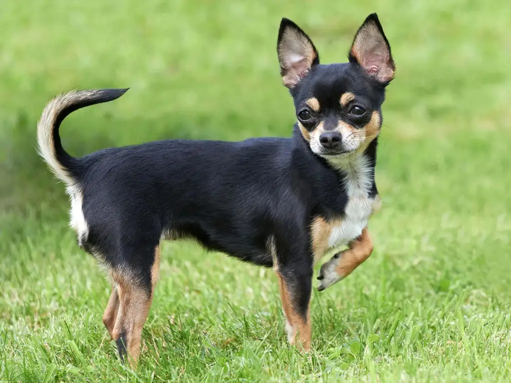Were Chihuahuas used in war? Illustrated by a dark brown Chihuahua