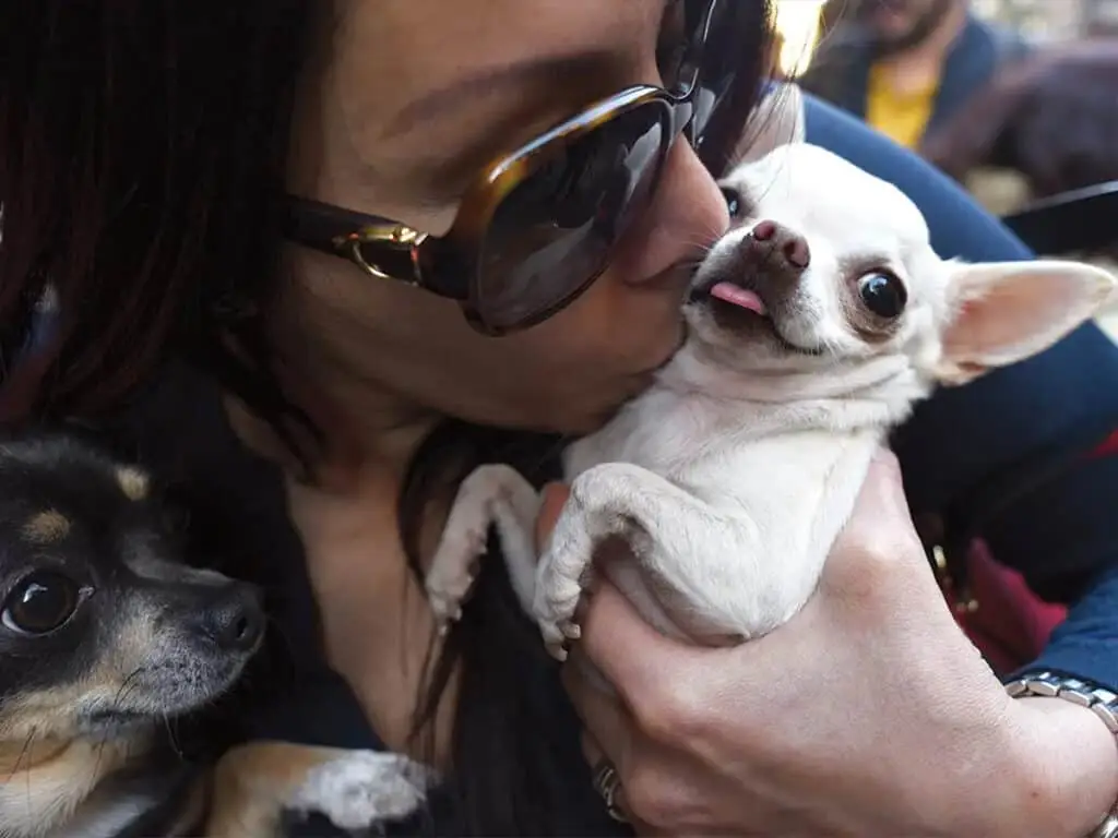 Woman kissing her Chihuahuas