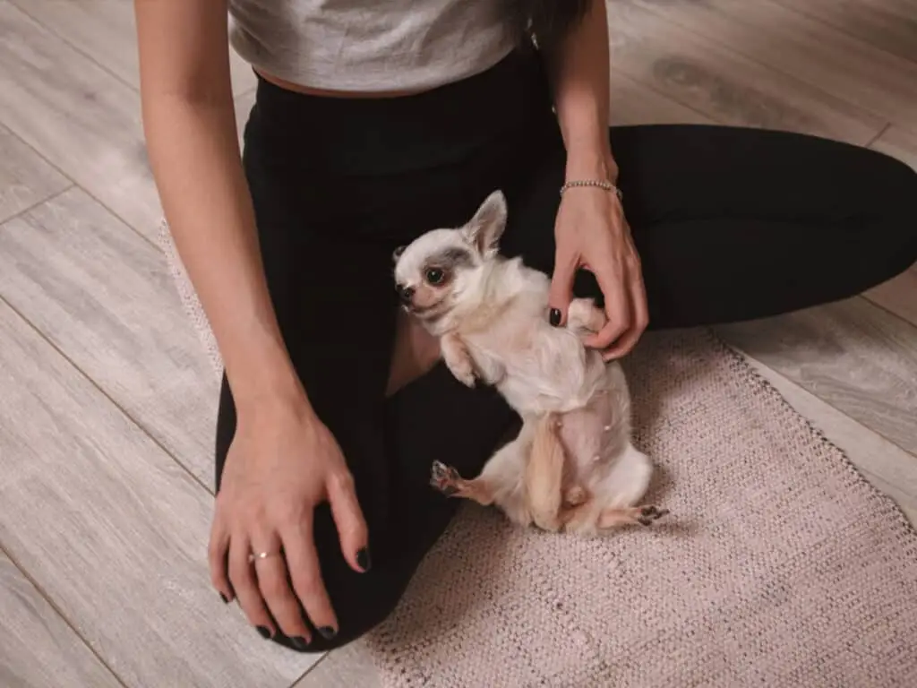 Tiny Chihuahua resting between her owner's legs
