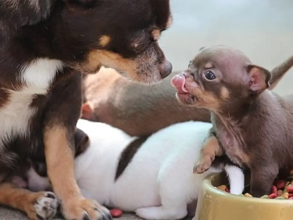 Why do Chihuahuas lick so much? Illustrated by a Chi puppy licking his mom