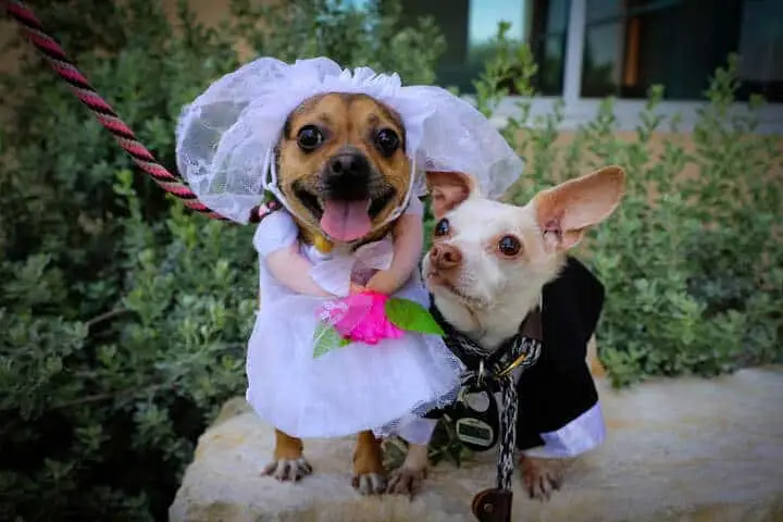 Chihuahuas Peanut (r.) and Cashew (l.) got hitched in an intimate ceremony.