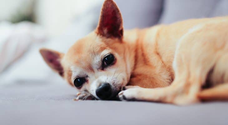 Chihuahua Lifespan How Long Do Chihuahuas Live