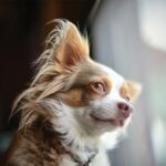 7 Things You Didn’t Know About The Long Haired Chihuahua