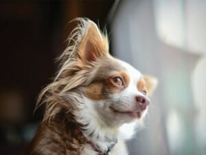 Read more about the article 7 Things You Didn’t Know About The Long Haired Chihuahua