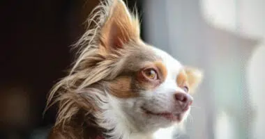 7 Things You Didn't Know About The Long Haired Chihuahua - Chihuacorner.com
