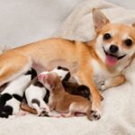 Risks for Pregnant Chihuahuas