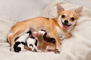 Read more about the article Risks for Pregnant Chihuahuas