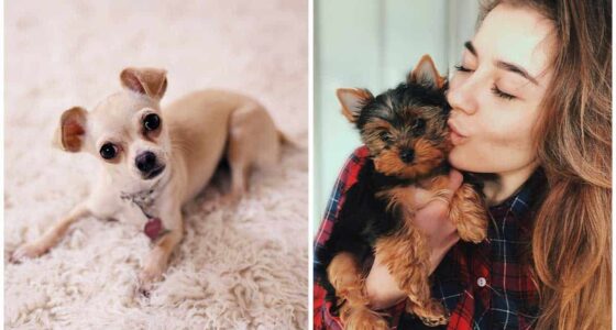 A Lady Required Her Hands and Legs Cut off In the wake of Contracting Disease from Dog Kisses