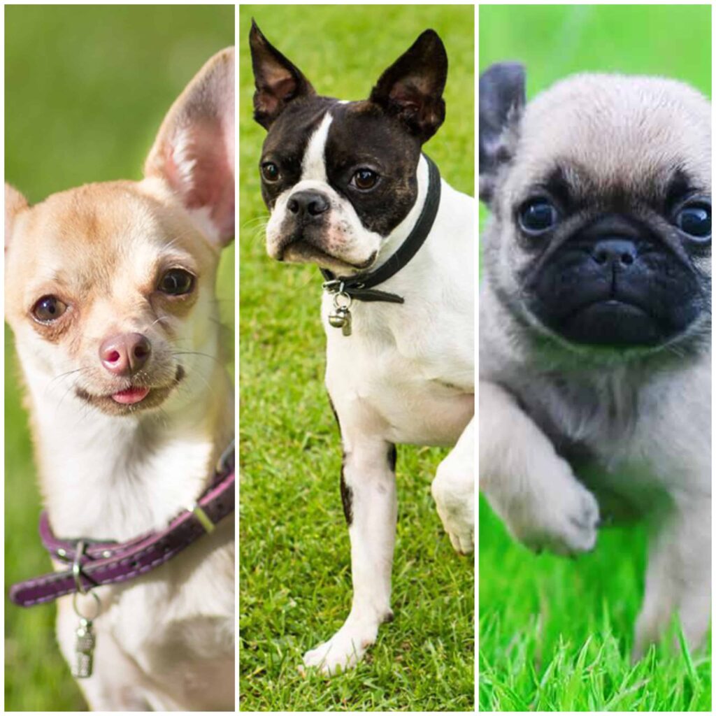 Excellent Dog Breeds For Seniors and Retirees