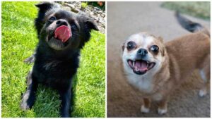 Read more about the article How I Used A Fart to regulate My Chihuahua