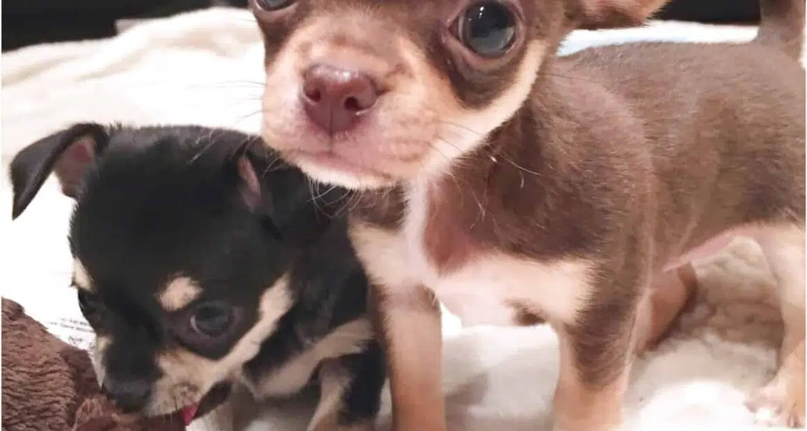 applehead chihuahua puppies for sale