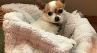 Can Indoor pollution Harm Your Chihuahua? 2 basket bed covered up