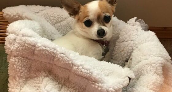 basket bed covered up