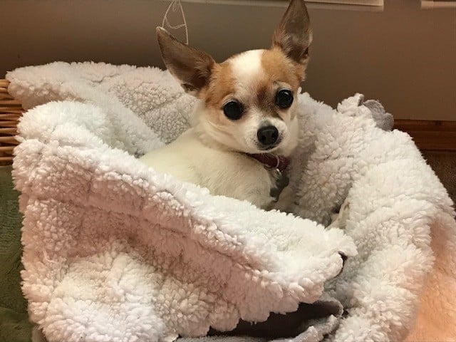basket bed covered up