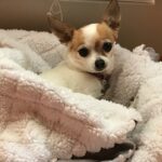 Can Indoor pollution Harm Your Chihuahua?