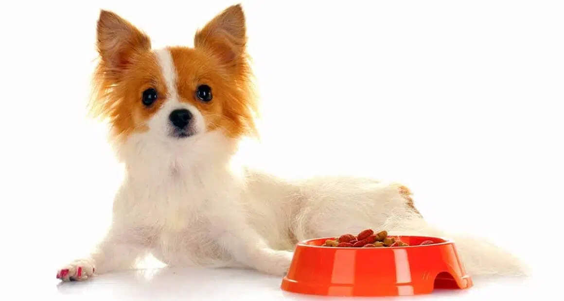 best dog food for chihuahua header