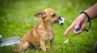 brown chihuahua in grass holding a ball and a womans finger with a clicker around her wrist pointing to the ground shutterstock 545684785 1