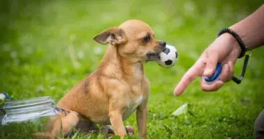 brown chihuahua in grass holding a ball and a womans finger with a clicker around her wrist pointing to the ground shutterstock 545684785 1