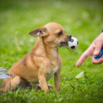 10 Fun Games To Play With Your Chihuahua