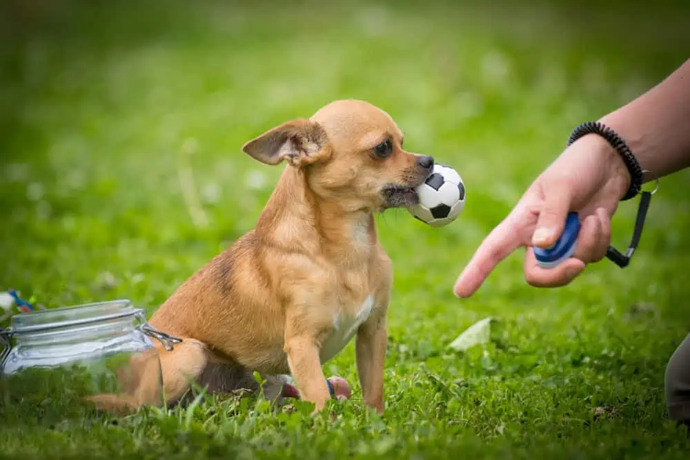 brown chihuahua in grass holding a ball and a womans finger with a clicker around her wrist pointing to the ground shutterstock 545684785