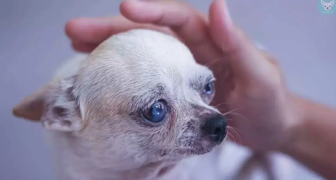 caring your old chihuahua