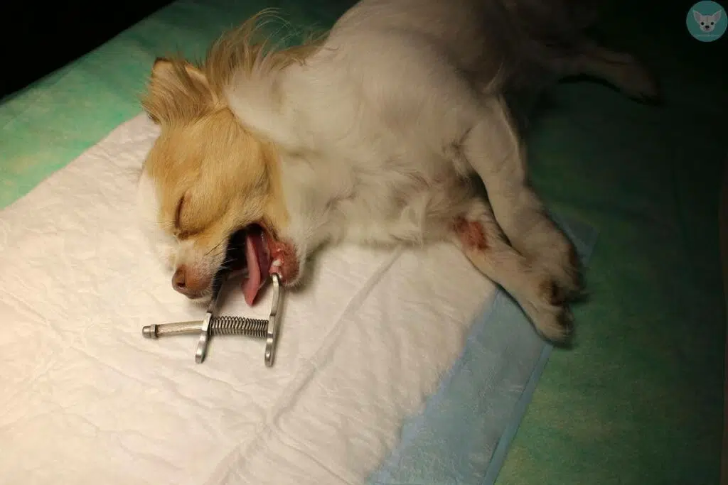 A Dog's Diet Influences Oral Health 6 chihuahua gape
