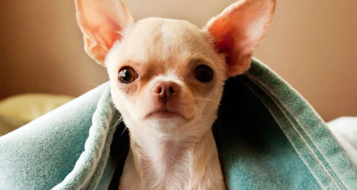 Chihuahua Lifespan: How Long Do Chihuahuas Live? - Chihuacorner.com