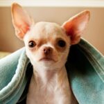 Chihuahua’s Lifespan: How Long Do Chihuahuas Live?