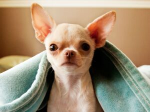 Read more about the article Chihuahua’s Lifespan: How Long Do Chihuahuas Live?