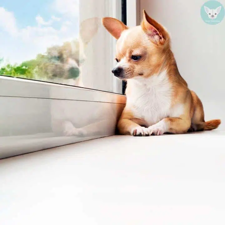 Adopting A Dog 7 chihuahua looks sad
