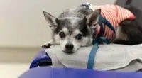 chihuahua lying down chair animal hospital 42667 1461