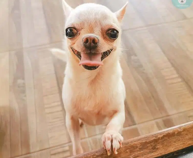 chihuahua smiles