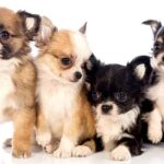 25 Fascinating Chihuahua Facts – How Many Did You Know?