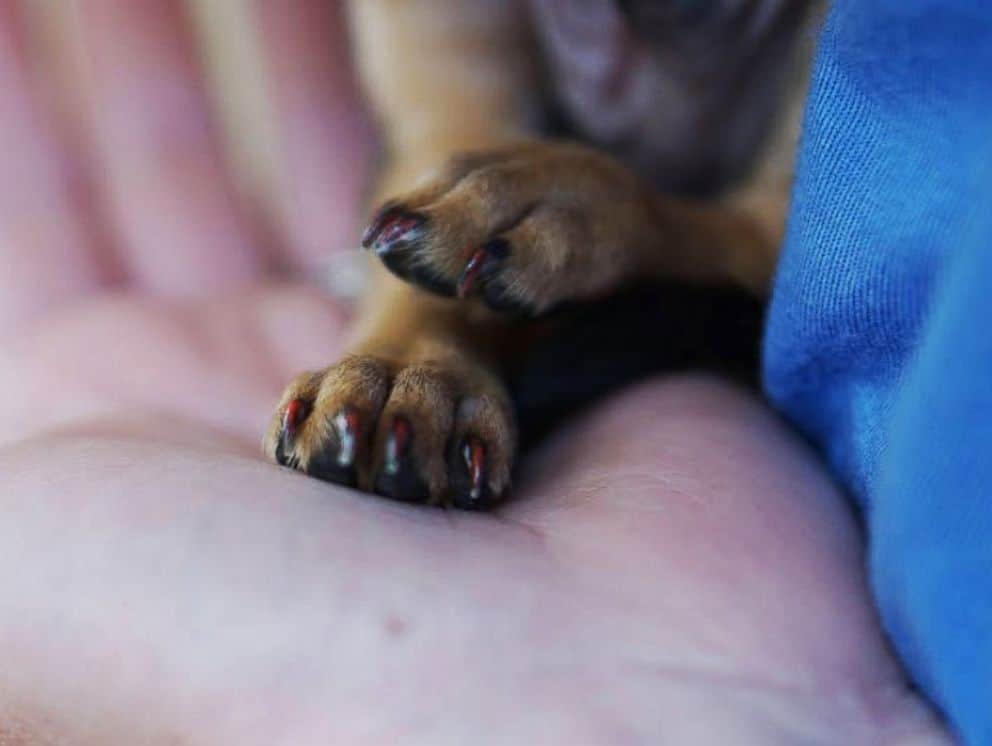 Top Tips on Cutting Your Chihuahua Nails