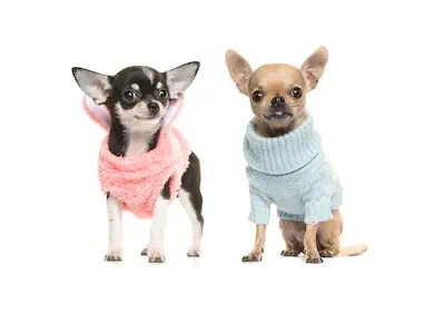 two chihuahua puppy dogs wearing 260nw 1035159787