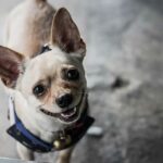 10 Things That Are Harder To Do When You Live With a Chihuahua