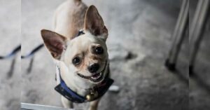 Read more about the article 10 Things That Are Harder To Do When You Live With a Chihuahua