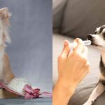 3 Amazing Ways To Honor A Chihuahua Who Passed Away