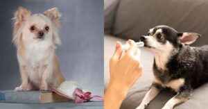 Read more about the article 3 Amazing Ways To Honor A Chihuahua Who Passed Away