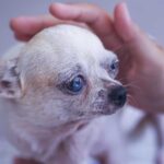 3 Things All Chihuahua Owners Must Know