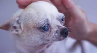 3 Things All Chihuahua Owners Must Know 2 3 Things All Chihuahua Owners Must Know - Chihuacorner.com