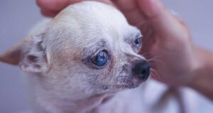 3 Things All Chihuahua Owners Must Know - Chihuacorner.com