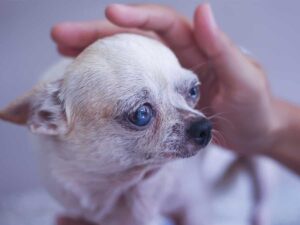 Read more about the article 3 Things All Chihuahua Owners Must Know